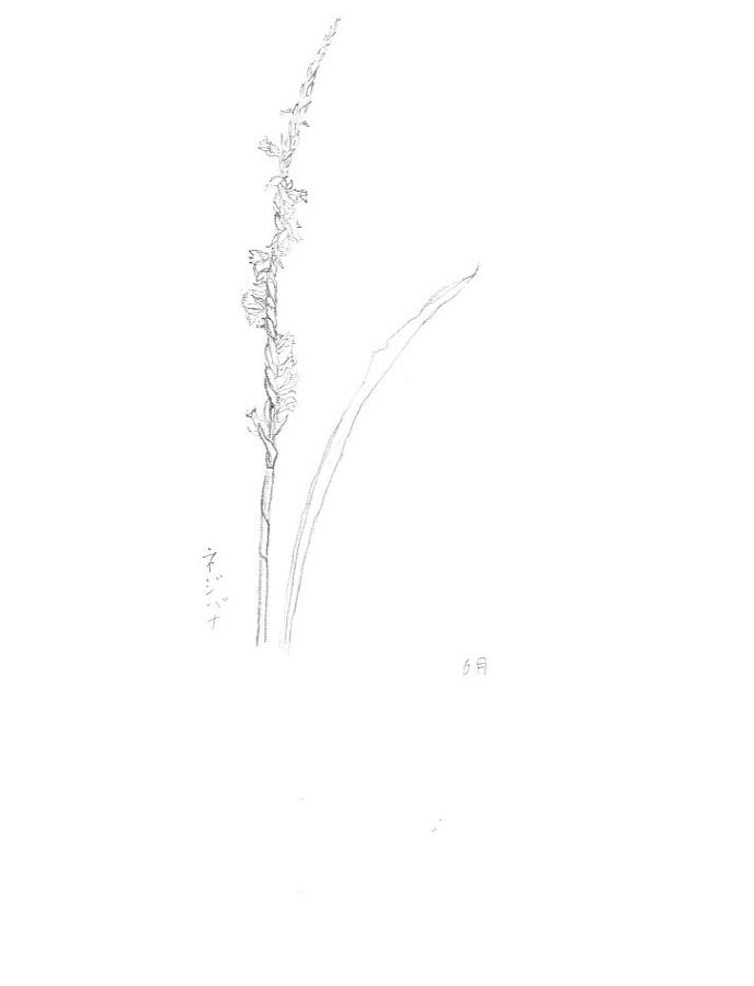 008-nezibana