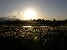 鮎喰川
