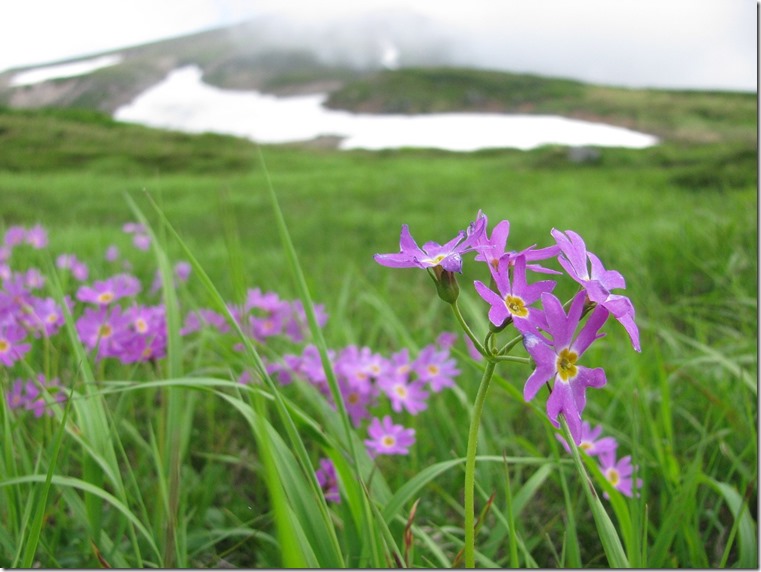 エゾコザクラ大雪山（標高2291m） 2014.7.22 撮影