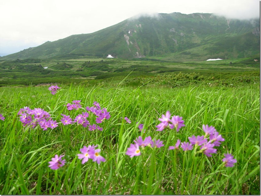  エゾコザクラ   大雪山（標高2291m）   2014.7.22 撮影