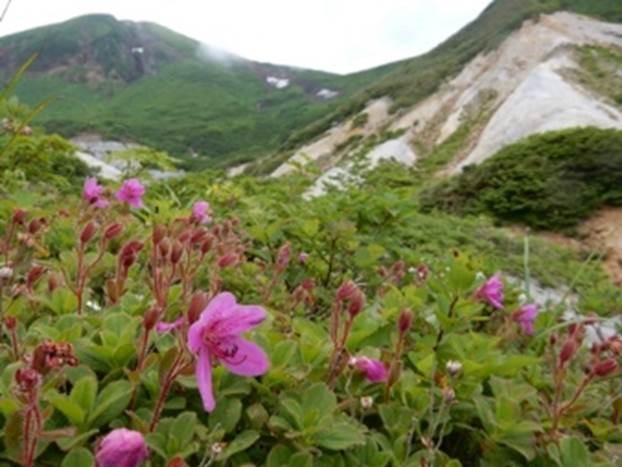 エゾツツジ（秋田駒ヶ岳 標高1,637m）