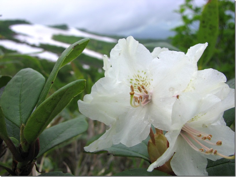 ハクサンシャクナゲ（白山石楠花）大雪山・赤岳 2013.7.16       （ツツジ科）