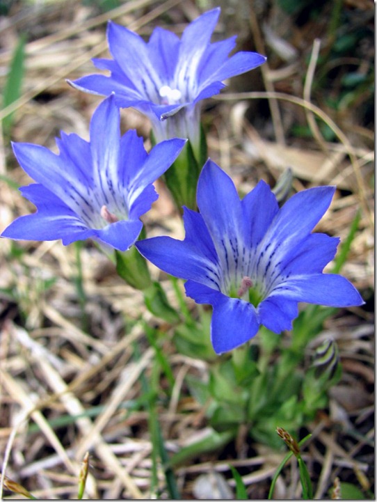 ハルリンドウ 三重県伊賀市 上野森林公園 2013.4.23撮影