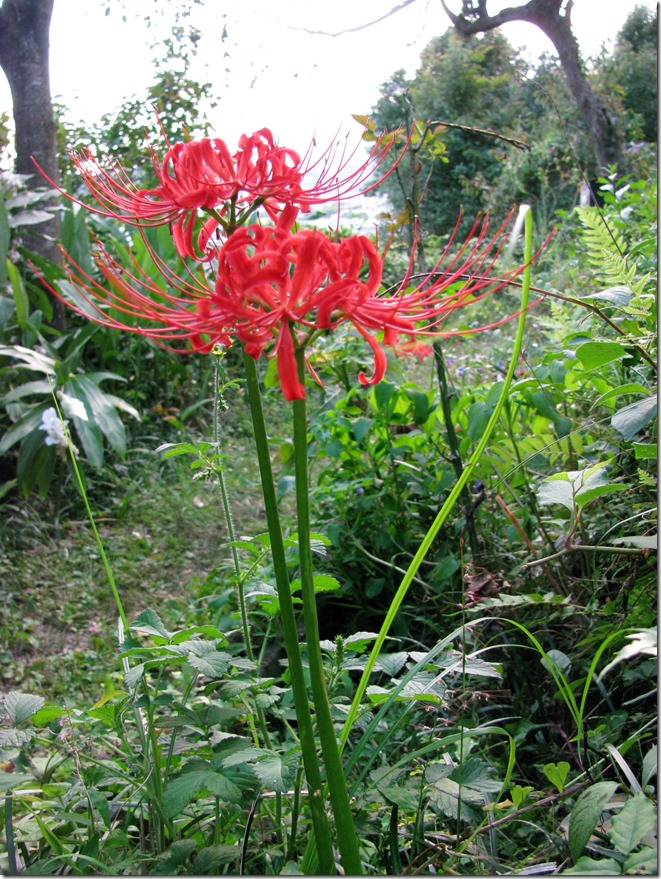 ヒガンバナ    2012.10.4     徳島県小松島市