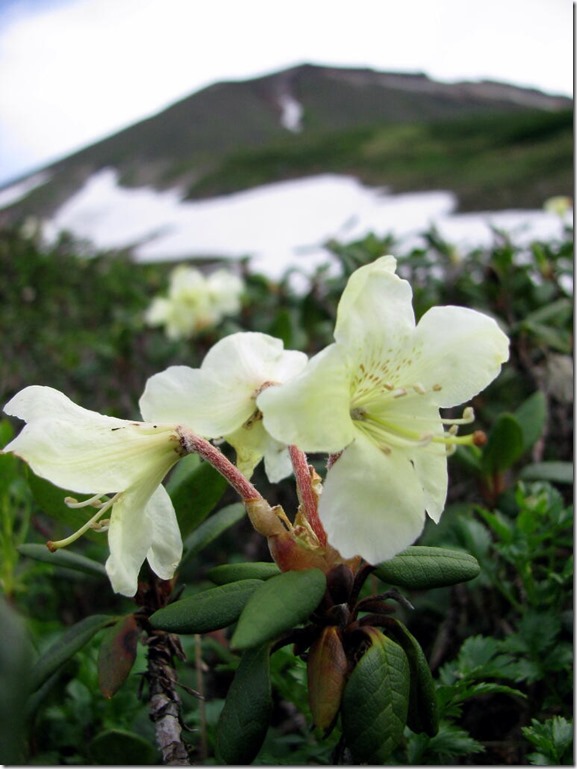キバナシャクナゲ（黄花石楠花）北海道　大雪山（旭岳）標高2291m      2014.7.22撮影