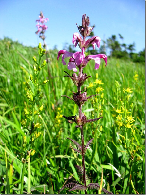 ヨツバシオガマ、 キンコウカ （金光花）      乳頭山（標高 1478 m） への道にて。  2014.7.25撮影