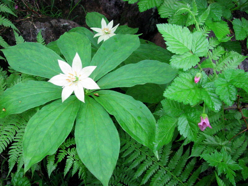 キヌガサソウ （衣笠草）  ユリ科 月山 2010.7.30