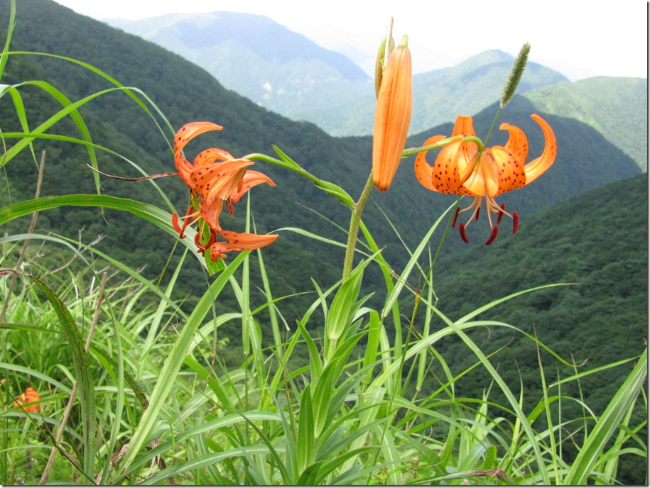 コオニユリ（小鬼百合）     伊吹山（滋賀と岐阜の県境、標高1377m）  2010.8.6撮影