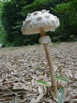 マントカラカサタケ