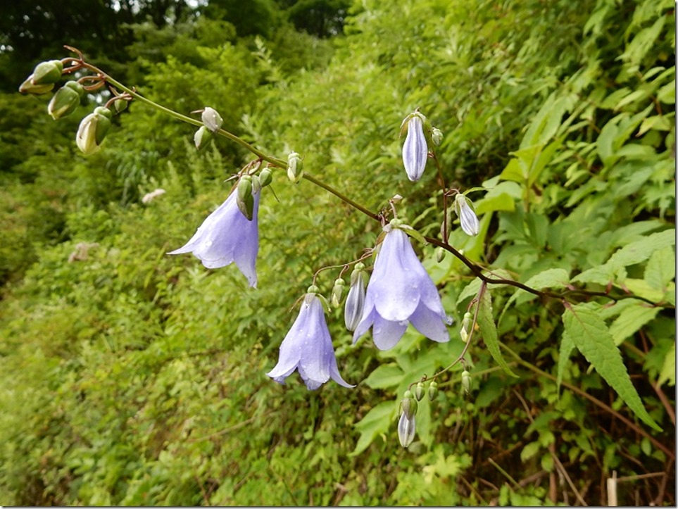  ソバナ　  伊吹山 （標高1,377 m）滋賀県と岐阜県の県境付近にある）     2016.7.30  撮影 