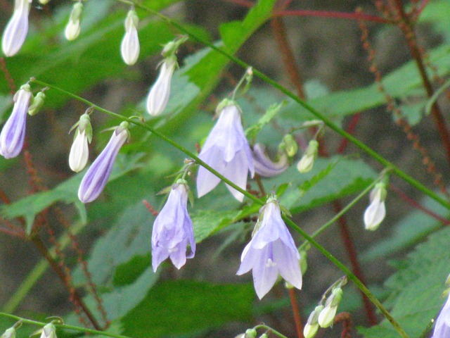 ソバナ  （岨菜 ・ キキョウ科）   伊吹山         2010.8.6 