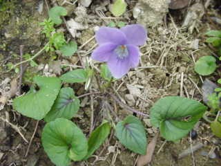 タチツボスミレの花のJPG写真