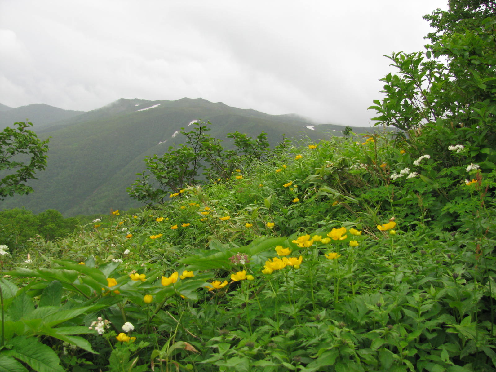 チシマノキンバイソウ（千島の金梅草）      北海道 大雪山    2009. 7.21 