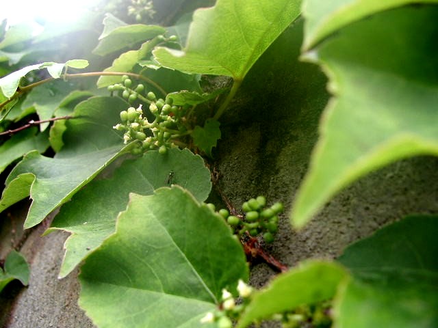 ツタ