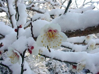 雪のなかの梅