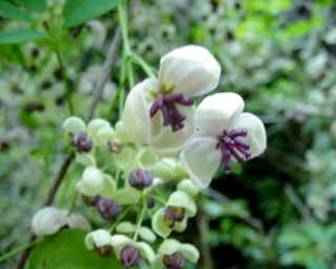 akebi2003.05.01