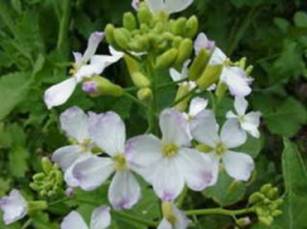 daikon2003