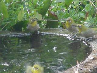 水を飲むメジロたち
