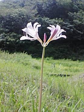 ナツズイセン